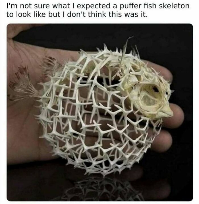 Puffer fish skeleton held in hand, showcasing intricate spiky bone structure in funny animal memes collection.