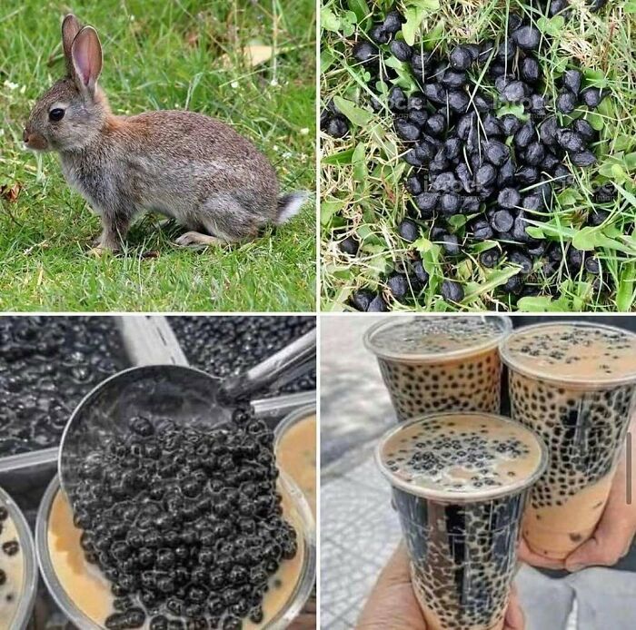 Funny animal memes featuring a rabbit and bubble tea tapioca pearls with a humorous comparison to animal droppings.
