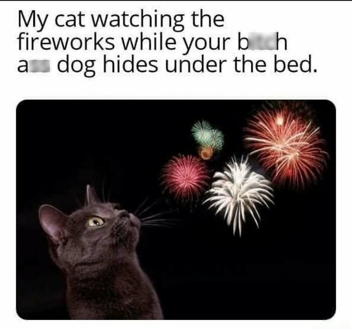 Black cat watching colorful fireworks at night, a funny animal meme showcasing pure and humorous pet reactions.