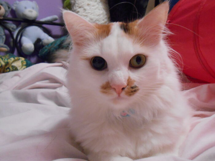 Tiffan After Dramatic Fight With Her Brother, Has About 24 Hours Dilated Pupil Like David Bowie