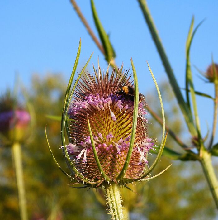 Bumblebee On Common Teasel