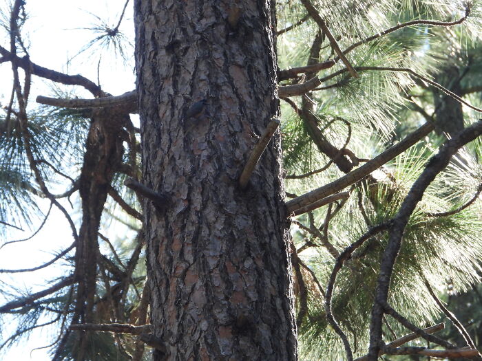 Find The Birdie!!! (A Photo With Bad Lighting; Into The Sun, A Reject Photo)