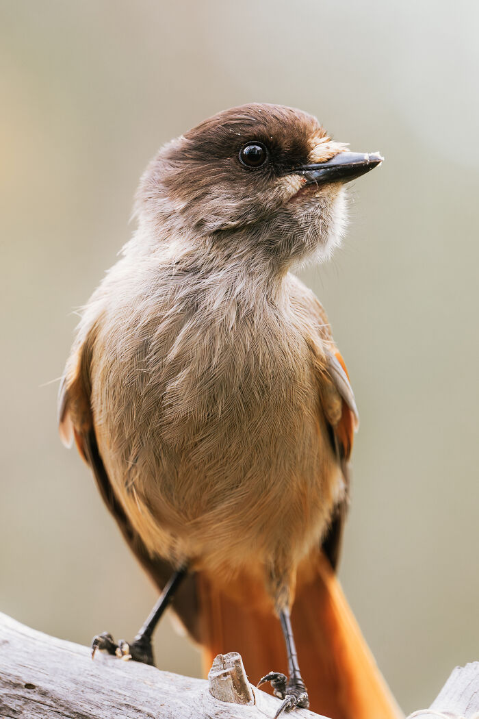 Close-up of a small bird perched on a branch in the woods, capturing nature in a peaceful cabin setting. - 3