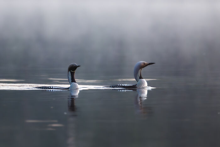 Two loons swimming peacefully on a calm lake near a cabin in the woods, capturing nature's tranquility. - 13