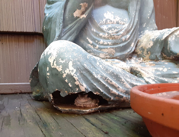 Frog Hiding In Damaged Bhudda