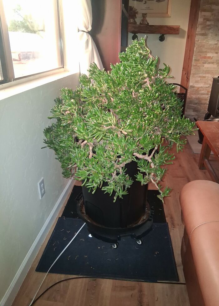 Behold Goliath. I Currently Have Six Propagates