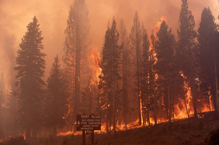 Massive wildfire engulfing tall pine trees with thick smoke, illustrating catastrophic wildfires in recent history.