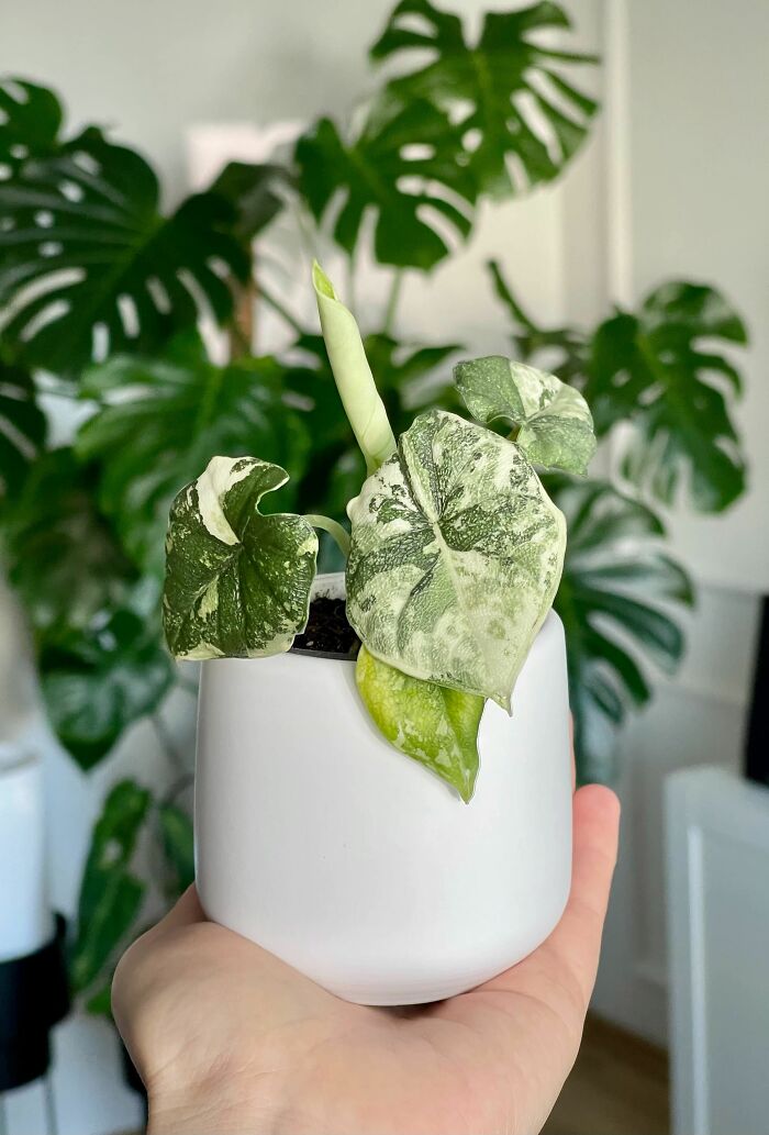 Hand holding a small potted variegated plant, showcasing part of a collection of unique indoor plants.