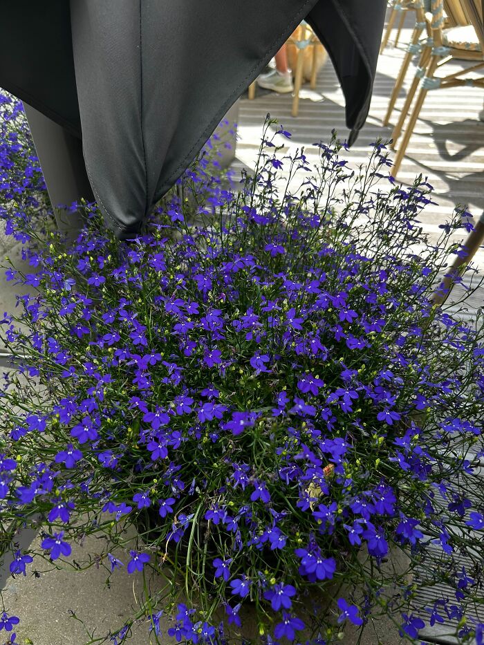 Vibrant purple flowering plant in a pot placed outdoors beside furniture on a sunny day.