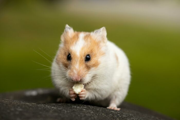 Close-up of a hamster holding food, showing how would you call them in a natural outdoor setting with green background.