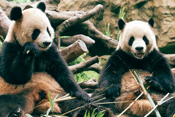 Two giant pandas sitting and eating bamboo in a natural setting, related to how would you call them concept.