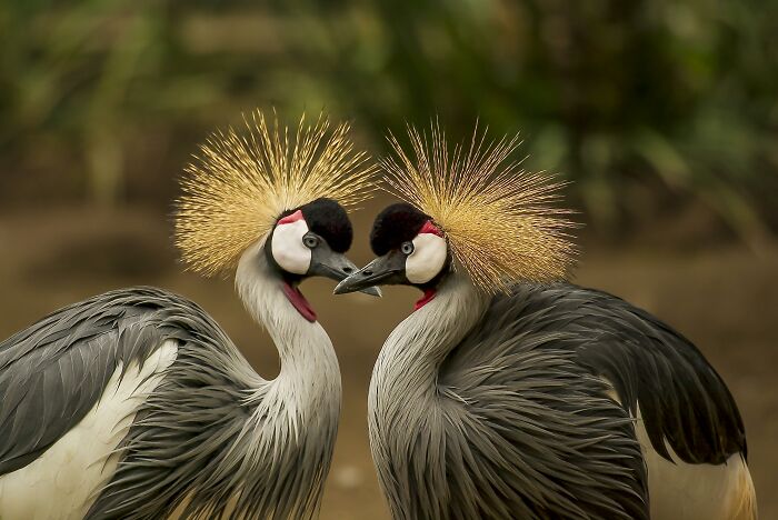 Two crowned cranes facing each other closely in a natural setting, showcasing their distinctive golden feathers.