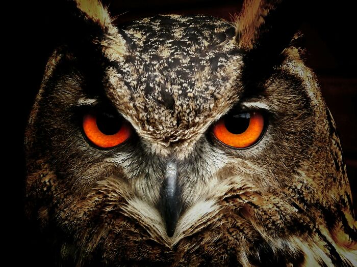 Close-up of an owl face with intense orange eyes, highlighting the question of how would you call them in nature.