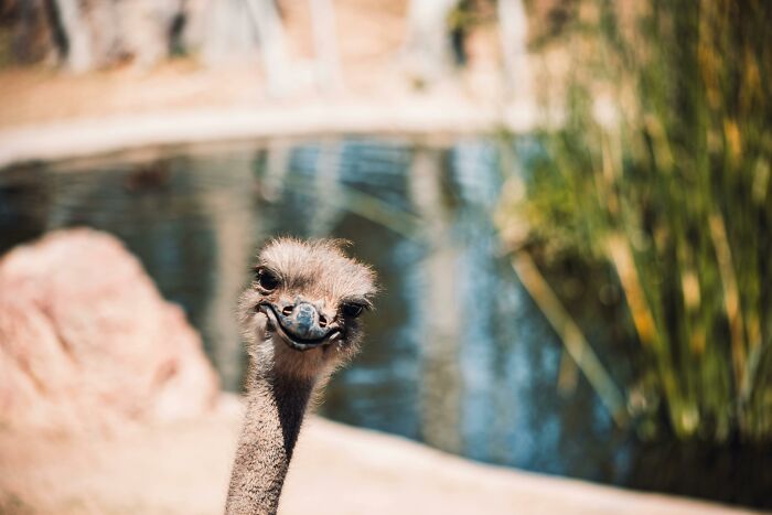 Ostrich head close-up with curious expression near a pond and tall grass in a sunny outdoor setting.