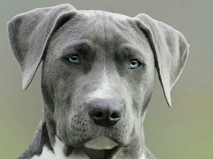 Close-up of a gray dog with blue eyes looking at the camera, illustrating the question of how would you call them.