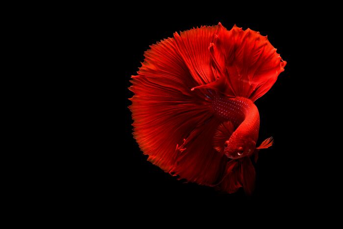 Red betta fish with flowing fins swimming against a black background, showcasing vibrant colors for how would you call them.