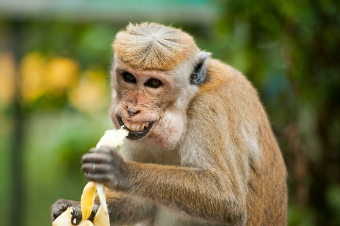 Monkey eating fruit in a natural setting with green foliage, raising the question of how would you call them.