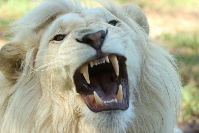 Close-up of a roaring white lion showing sharp teeth in a natural outdoor setting, asking how would you call them.
