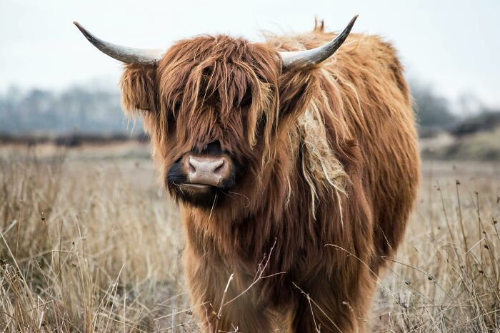 Highland cow with long shaggy hair and horns standing in a grassy field, how would you call them concept.