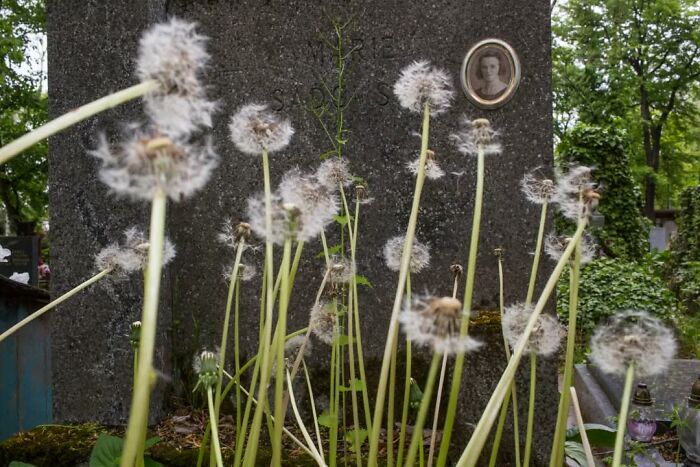 Close-up of dandelions with a blurred tombstone background, capturing a serendipitous moment by a street photographer.