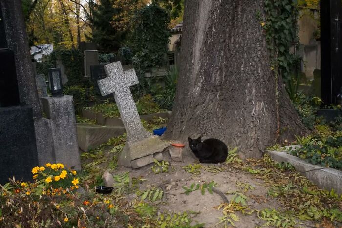 Black cat resting by a tree and leaning cross tombstone in a serene street photographer moment.