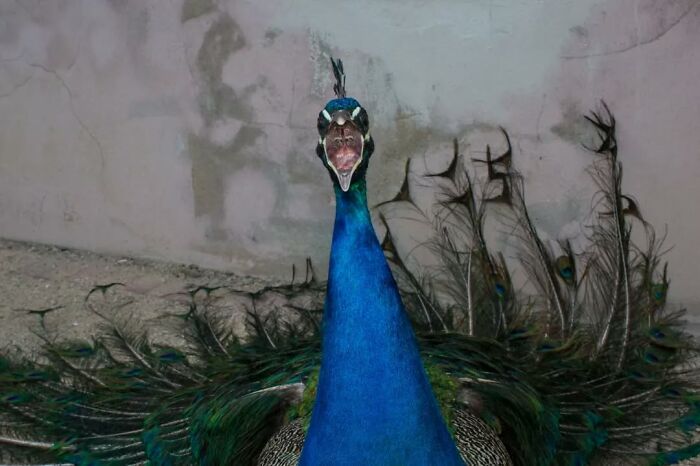 Close-up of a vibrant peacock captured in a serendipitous moment by a street photographer in everyday life setting.