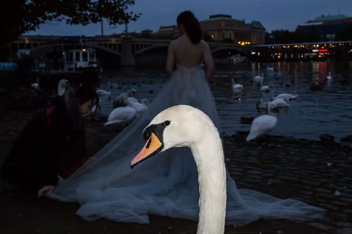 Street photographer captures a serendipitous moment of a swan and a woman in a flowing dress by the water at dusk.