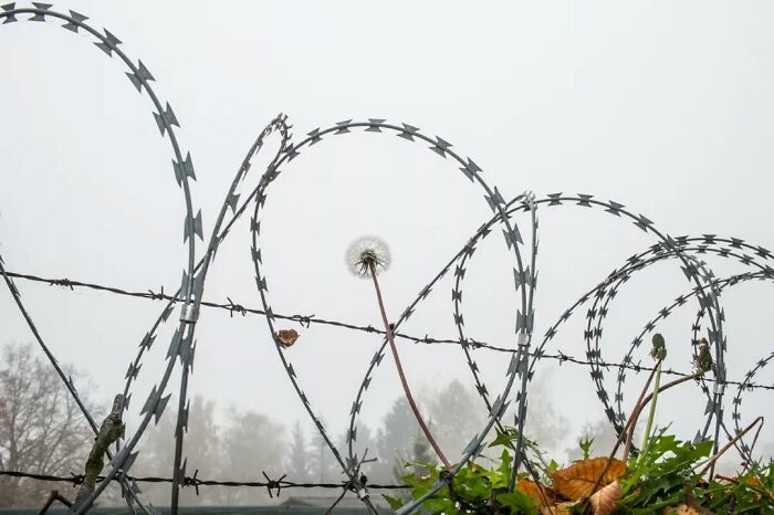 Dandelion growing through barbed wire fence, illustrating serendipitous moments captured by street photographer.