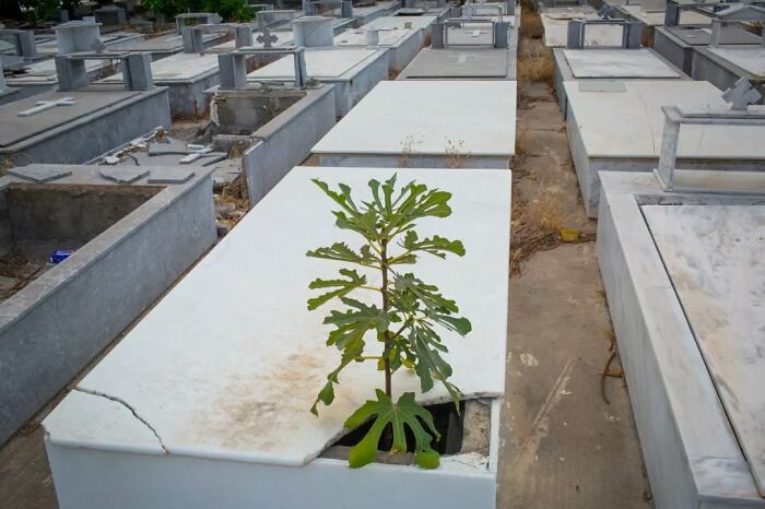 Young plant growing through c*****d marble grave in cemetery, showcasing serendipitous moments captured by street photographer.