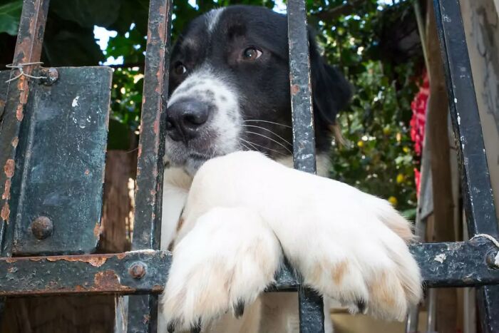 Black and white dog resting paws on rusty metal gate, a serendipitous moment captured in everyday life by a street photographer