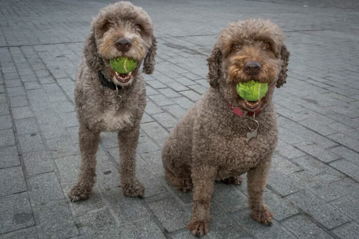 Two curly-haired dogs holding tennis balls in their mouths on a paved street captured by street photographer.