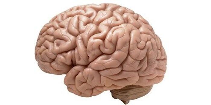 My Brain. It's Wee And Underpowered, But It's All I Got