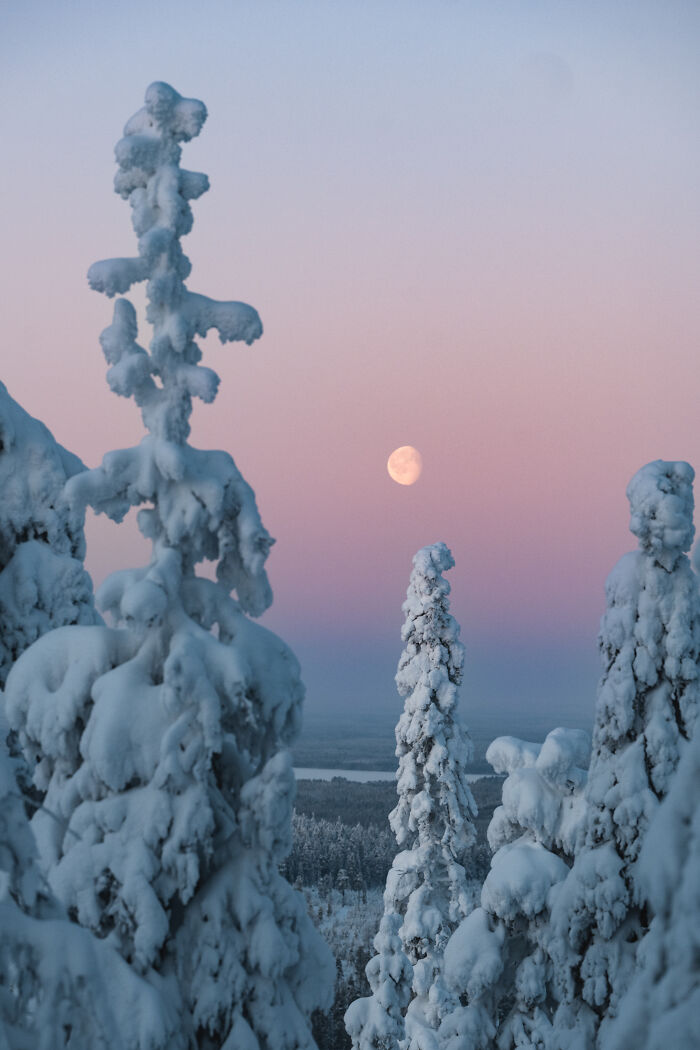Snow-covered trees in a peaceful winter forest at dusk, capturing the serene beauty of a cabin in the woods. - 19
