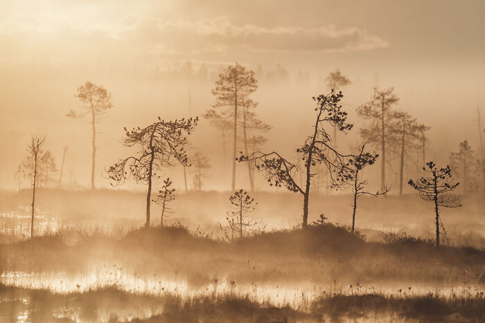 Misty forest landscape at sunrise with sparse trees, capturing the serene atmosphere of a cabin in the woods setting. - 5