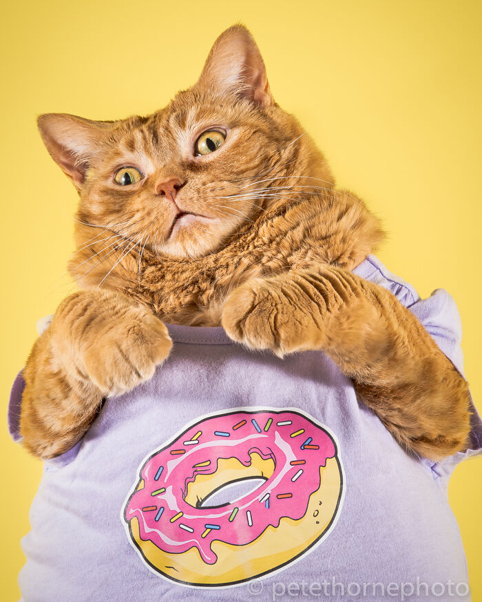 Funny orange tabby cat wearing a purple shirt with a pink donut, showing one of the 53 animals that didn’t mean to be funny.