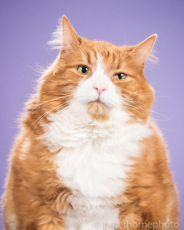 Orange and white fluffy cat with a serious expression against a purple background, showcasing funny animals moments.