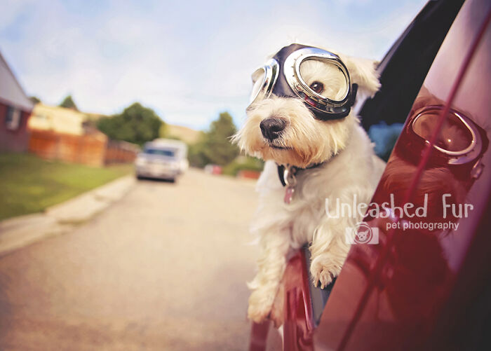 Small dog wearing goggles leaning out of a car window capturing a funny moment among animals.