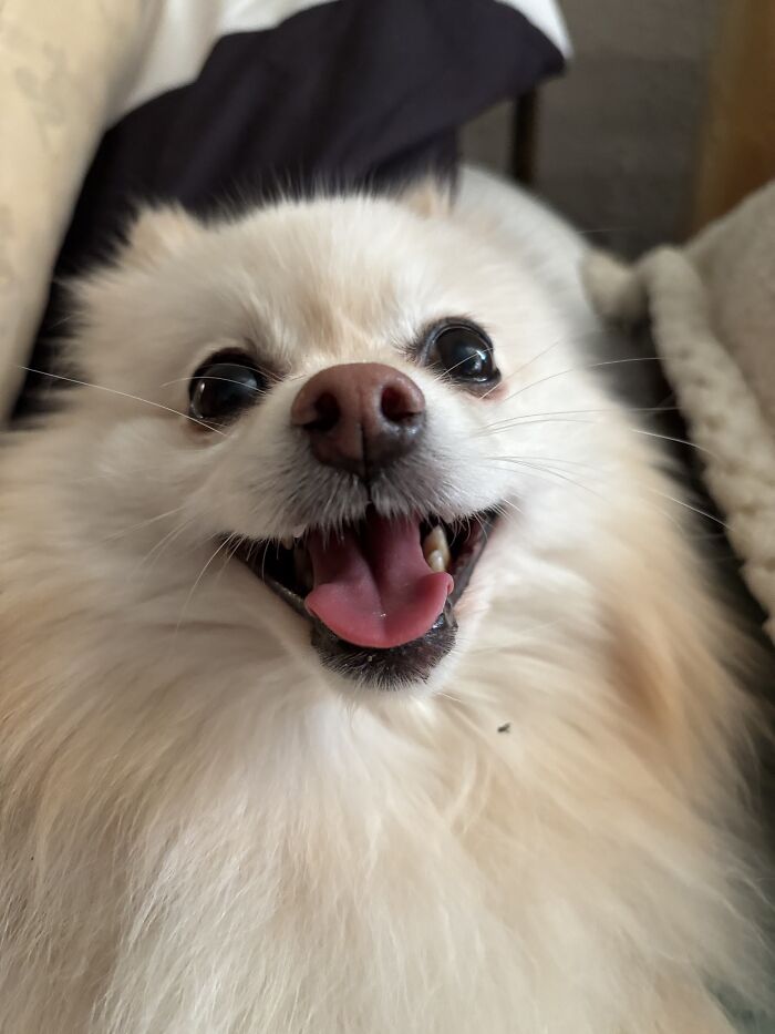 Petunia, Pomeranian