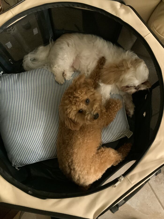 Happy And Peanut Love Each Other And Like To Snuggle!