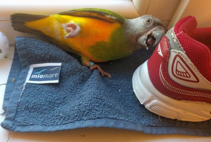 He Was Chewing My Shoe. He Knows He's Not Allowed To (Of Course He Knows It :))))