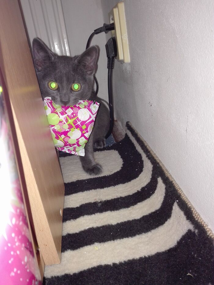 Bruno Was Very Dramatic, When I Try To Take Back Sanitary Pad Xd