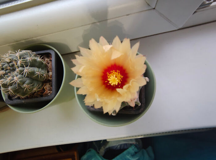 My Little Astrophytum Cactus Has A Flower. Hey There, Beauty :)