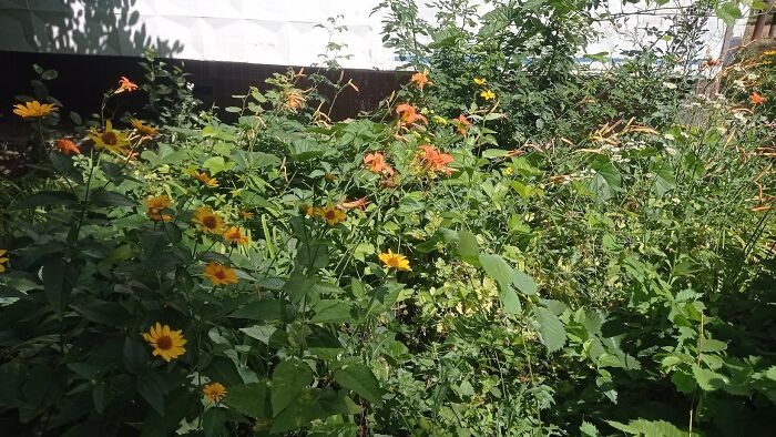 "Do You Like To Draw Flowers?": I Paint Lilies And Enjoy The Process (12 Pics)