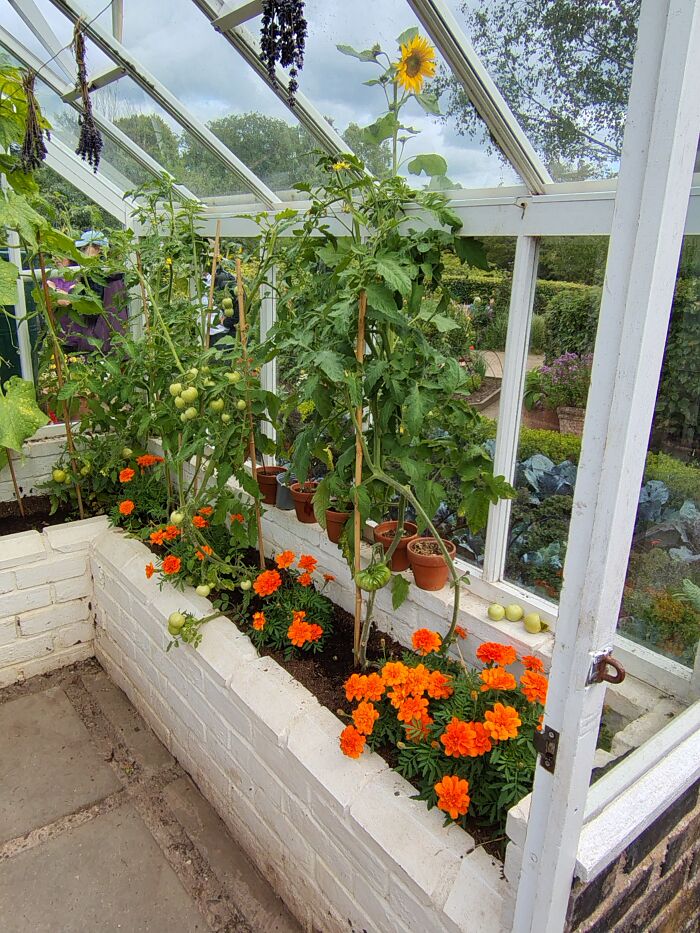 Greenhouse In The Vegetable Garden (Not Mine Sadly)