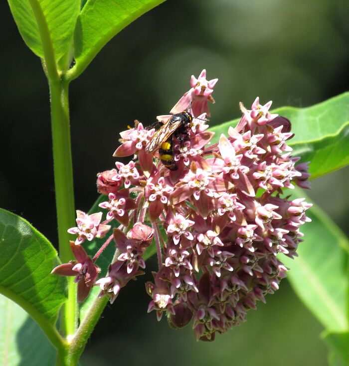 Milkweed With A Friend