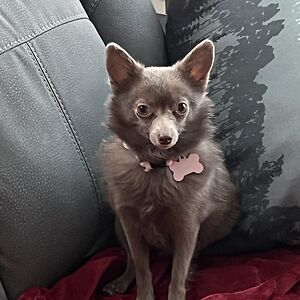 candicerobinson avatar