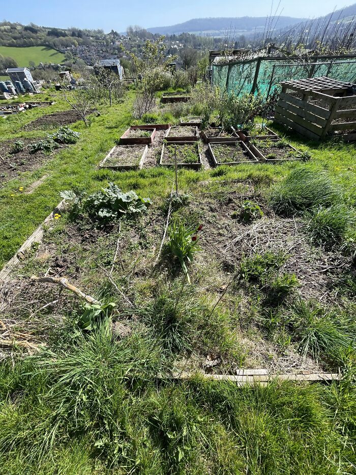 My Allotment Just Before Taking It Over