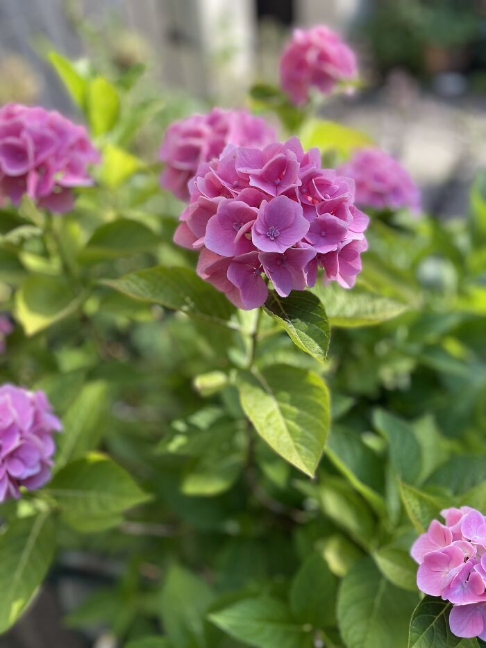 In My Neighbours Garden