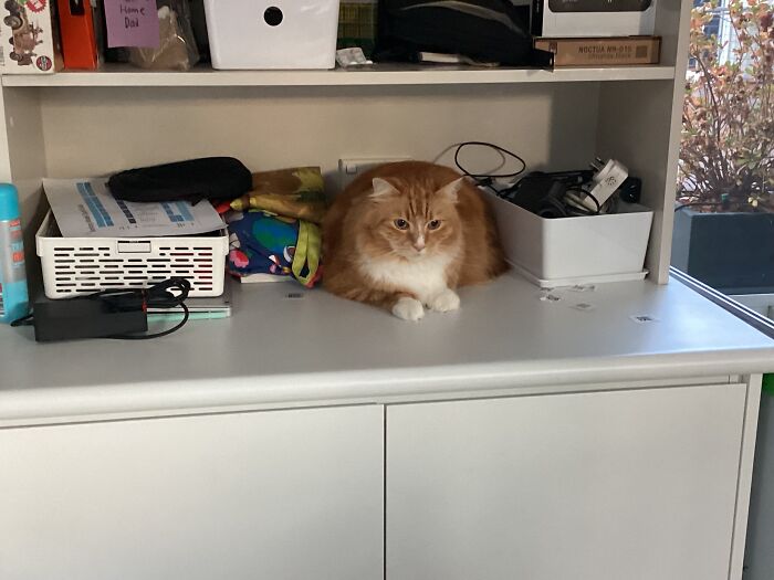 Looking For My Cat, Almost Walked Straight Past Him