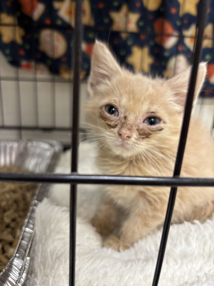 Chicago Rescue Seeks Community Support For Celebration Of Life Gala And Silent Auction